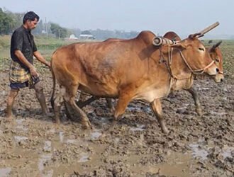 ক্যাপশন: বগুড়ার গ্রামীণ কৃষকের ফসল ফলানোর একমাত্র অবলম্বন ছিল গরু দিয়ে হালচাষ।