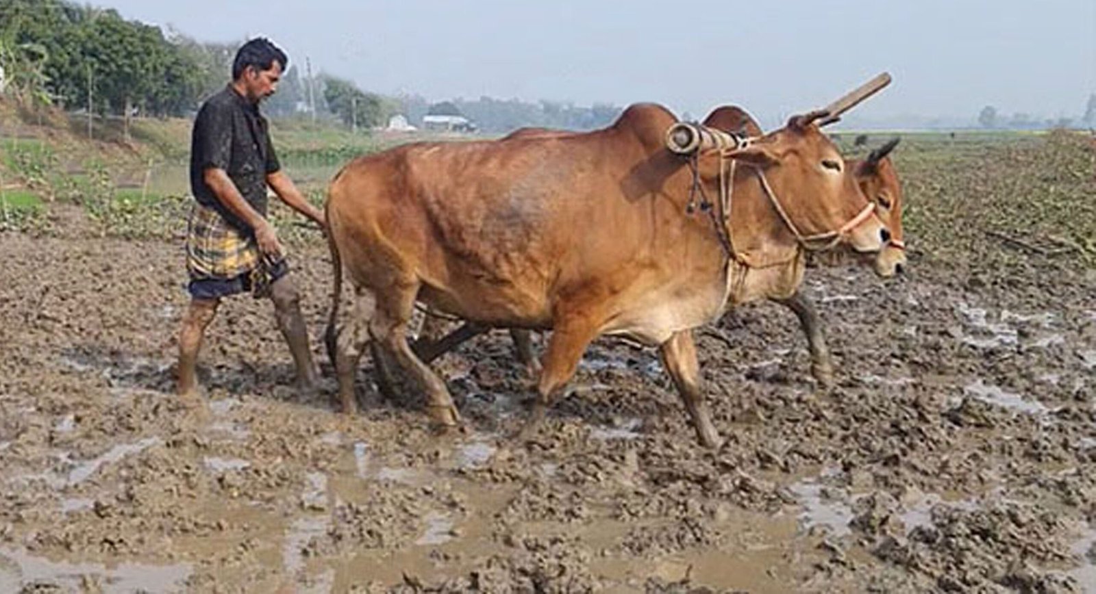 ক্যাপশন: বগুড়ার গ্রামীণ কৃষকের ফসল ফলানোর একমাত্র অবলম্বন ছিল গরু দিয়ে হালচাষ।